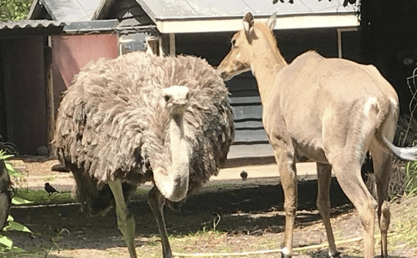 Captain’s Log-Day 15. Invasion of the Ugly&nbsp;Americans.