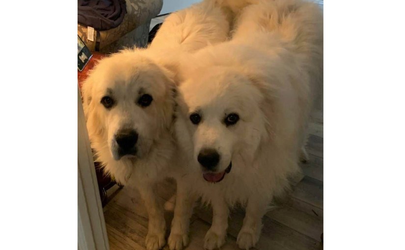 Fucking Bunnies!@#%$&!