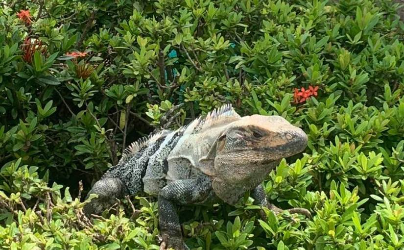 Captain’s Log-Day 4. Costa Rica&nbsp;Suave.