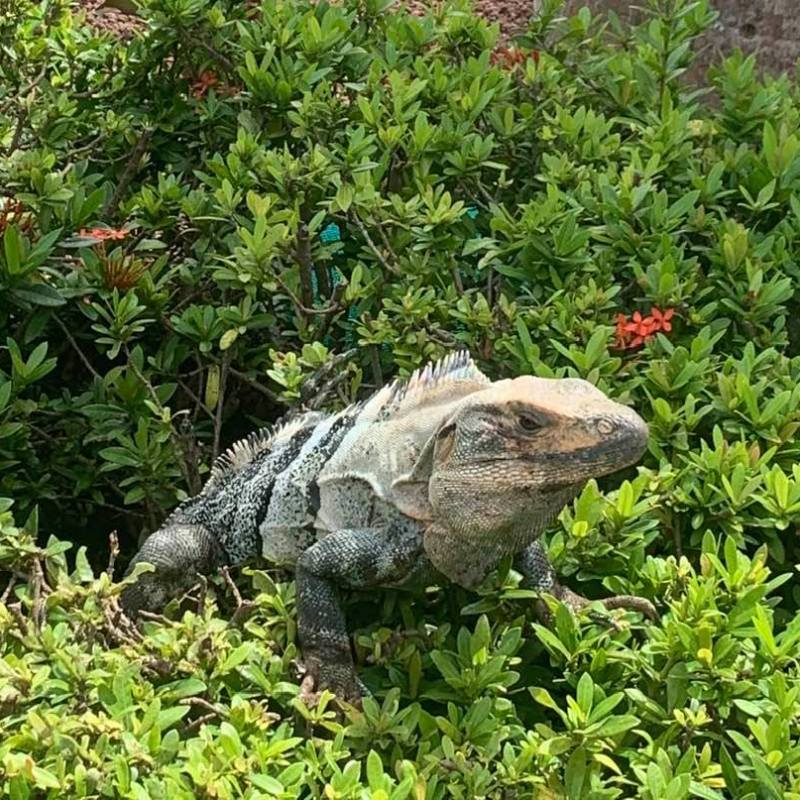 Captain’s Log-Day 4. Costa Rica&nbsp;Suave.