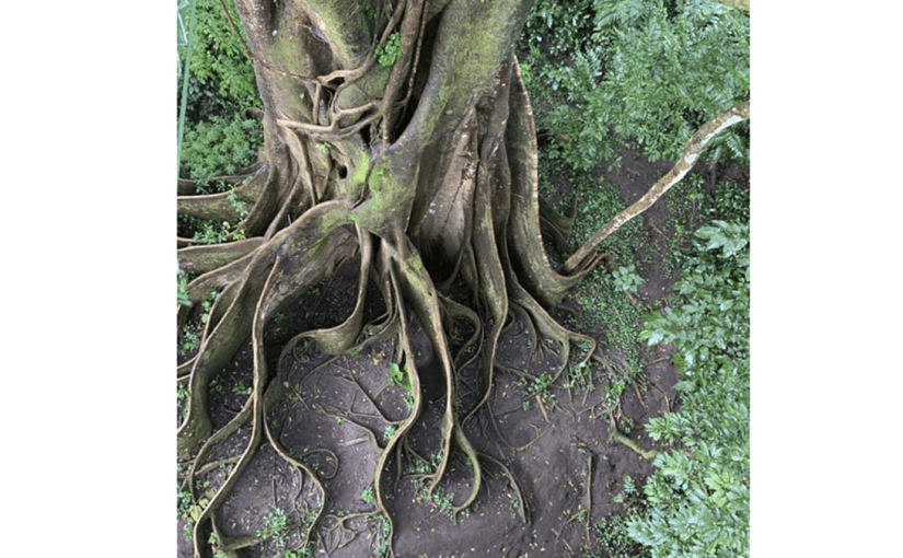 Captain’s Log-Day 6. Costa Rica&nbsp;Suave.